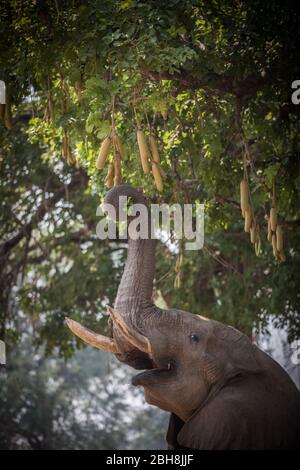 Ana trees, Faidherbia albida, the Zambezi floodplain of Mana Pools National Park, Mashonaland West, Zimbabwe, are a favorite food for African elephant Stock Photo