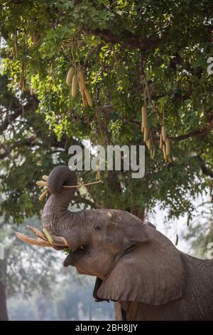 Ana trees, Faidherbia albida, the Zambezi floodplain of Mana Pools National Park, Mashonaland West, Zimbabwe, are a favorite food for African elephant Stock Photo
