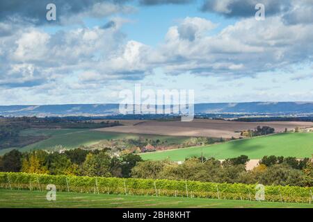 Canada, Nova Scotia, Annapolis Valley, Wolfville, a local vineyard Stock Photo