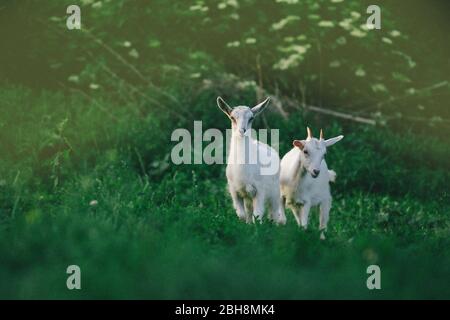 Goat kids  playing together. Cute goat grazing on grass. Little kid goats. White goats in a field Stock Photo