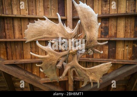 USA, Maine, Freeport, moose antlers Stock Photo