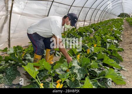 Ferrara, Italy. 22 April, 2020.  Farmers work to pick up pumpkins in the “Casa di Stefano” (House of Stefano) recovery community wearing sanitary masks and gloves due to coronavirus emergency in Ferrara, Italy.   Credit: Filippo Rubin / Alamy Live News Stock Photo