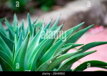 Agave cactus in natural setting, Bhopal India Stock Photo