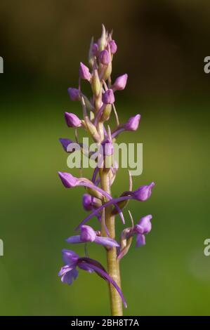 Orchis, buds, on panicle, (Orchis anatolica), Bavaria, Germany Stock Photo