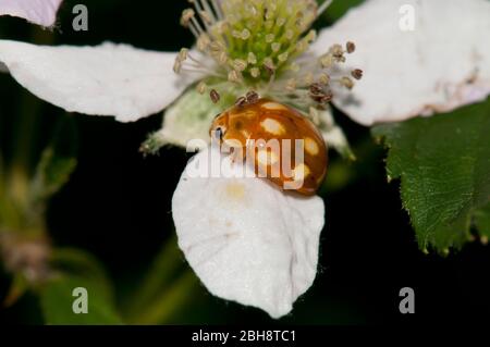 Light Ladybug, Calvia decemguttata, on apple blossom, Bavaria, Germany Stock Photo