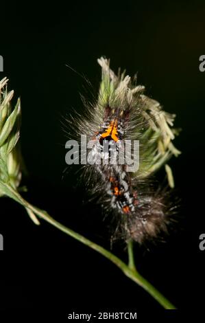 Swan moth, caterpillar, Sphrageidus similis, sitting on leaf, Bavaria, Germany Stock Photo