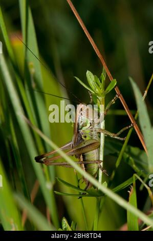 Roesel's bush-cricket, Metrioptera roeselii, female, sitting on blades of grass, Bavaria, Germany Stock Photo