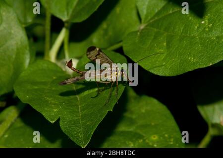 Common Scorpion fly, Panorpa communis, male, sitting on leaf, Bavaria, Germany Stock Photo