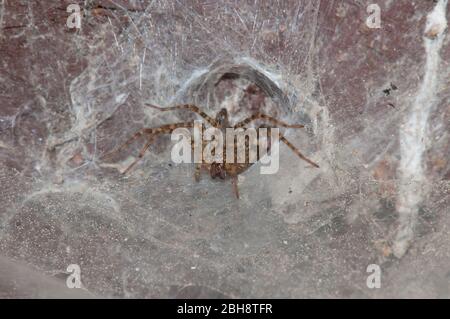 Labyrinth spider, Agelena labyrinthica, lurking in her tube web, Bavaria, Germany Stock Photo