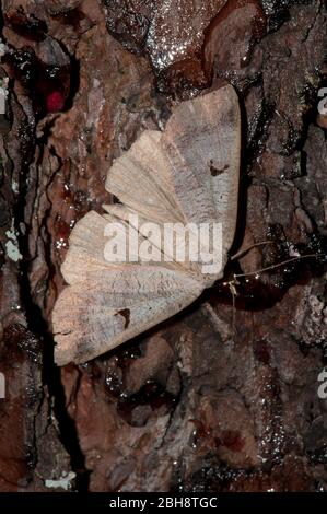 Medium Geometer moth, Geometridae, sitting on tree bark, Bavaria,Germany Stock Photo