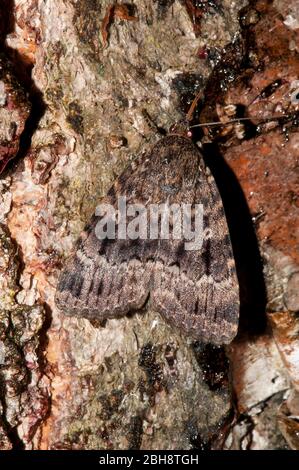 Copper underwing, Amphipyra pyramidea, sitting on tree bark, sucking at bait, Bavaria, Germany