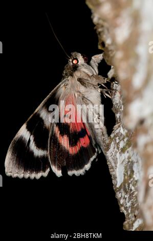 Red underwing, Catocala nupta, sitting on tree bark, sucking at bait, portrait, Bavaria, Germany Stock Photo