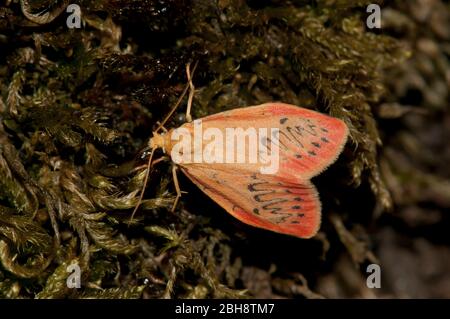 Rose lichen bear, Miltochrista miniata, sitting on tree bark, Bavaria, Germany Stock Photo