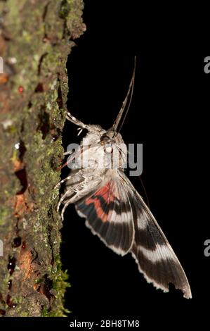 Red underwing, Catocala nupta, sitting on tree bark, sucking at bait, portrait, Bavaria, Germany Stock Photo