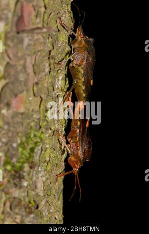 Red-legged forest bugs, Pentatoma rufipes, pairing, Bavaria, Germany Stock Photo