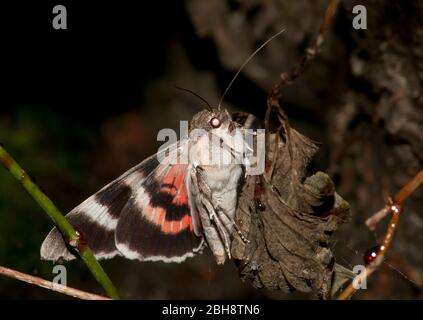 Red underwing, Catocala nupta, sitting on a wilt leaf, sucking at bait, portrait, Bavaria, Germany Stock Photo