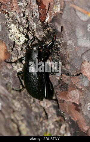 Beetle, Carabus coriaceus, crawling on pine bark, Bavaria, Germany Stock Photo
