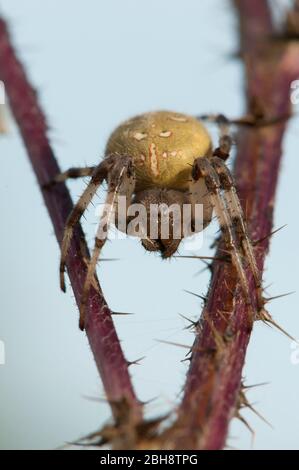 Four-spot orb-weaver, Araneus quadratus, on a branch, lurking on prey, Bavaria, Germany Stock Photo