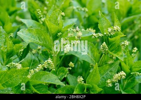 Dog's Mercury (mercurialis perennis), close up showing a cluster of the poisonous plants, each producing male flowers. Female flowers grow on separate Stock Photo