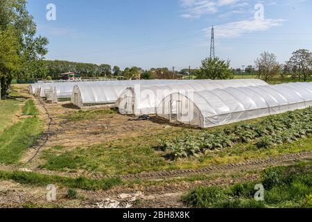 Ferrara, Italy. 22 April, 2020.  Greenhouses with fruits and vegetables in the “Casa di Stefano” (House of Stefano) recovery community in Ferrara, Ita Stock Photo
