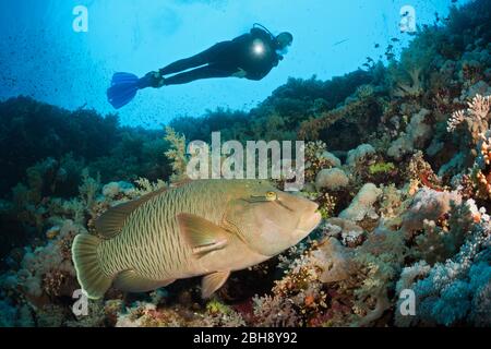 Scuba Diver and Napoleon Wrasse, Cheilinus undulatus, Brother Islands, Red Sea, Egypt Stock Photo