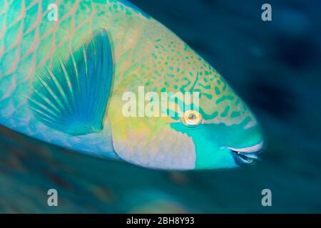 Rusty Parrotfish, Scarus ferrugineus, Giftun Island, Red Sea, Egypt Stock Photo