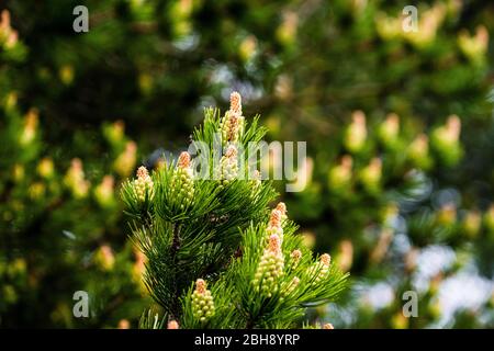 Conifer, branches, needles, mountain pine Stock Photo