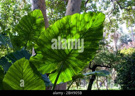 Palermo, old town, botanical garden, large, green, translucent plant leaf Stock Photo