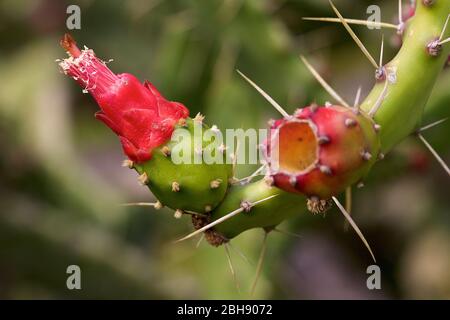 Palermo, Old Town, Botanical Garden, Opuntia Style, Close-up of the Blossom Stock Photo