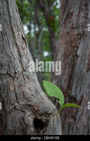 Plant grows from tree trunk in the jungle Stock Photo