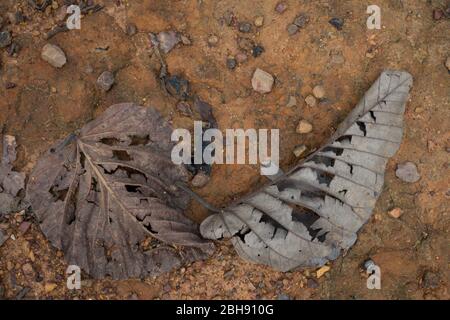 dried leaves on the ground in the jungle Stock Photo