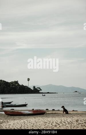 sitting dog on the beach between fishing boats in the afternoon sun Stock Photo