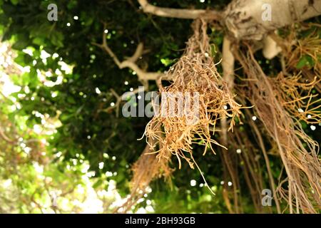 Aerial roots of banyan / ficus tree. Stock Photo