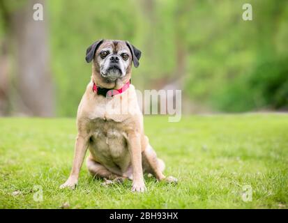 A Pug x Beagle mixed breed dog, also known as a 'Puggle', wearing a red collar outdoors Stock Photo