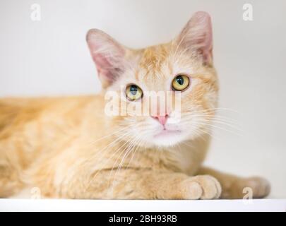 A young orange tabby domestic shorthair cat in a relaxed position Stock Photo