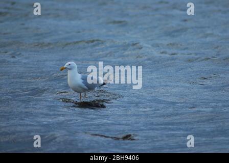 A gull perched on a rock in the water Stock Photo