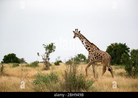 A giraffe is walking between the bush in the scenery of the savannah Stock Photo