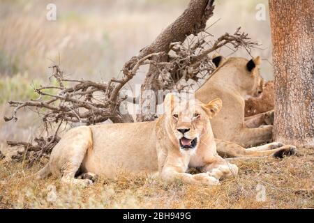 Two lions rest in the shade of a tree