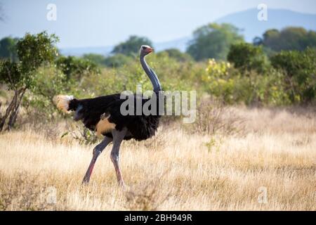 An ostrich in the landscape of the savannah in Kenya Stock Photo