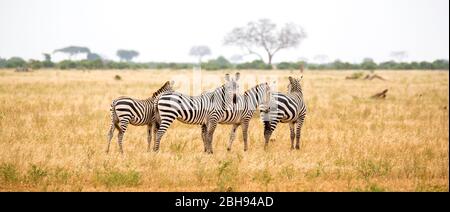 A zebra standing or walking throught the grassland Stock Photo