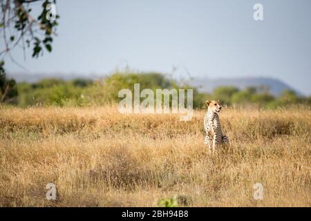 Cheetah in the grassland of the savannah in Kenya Stock Photo