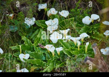 wild calla-lily (Calla palustris), flowers, Victoria, Australia Stock Photo