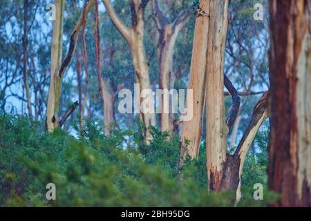 Landscape, Blue Eucalyptus (Eucalyptus globulus), Rainforest, Kennett River, Great Otway National Park, Victoria, Australia, Oceania Stock Photo