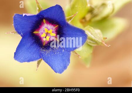 Lysimachia arvensis, common name scarlet pimpernel. Stock Photo