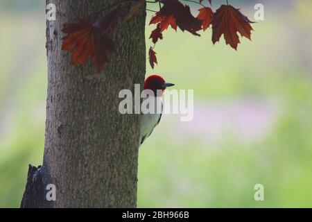 Close up of a Red Headed Woodpecker, Melanerpes erythrocephalus, clinging to a King Crimson Maple tree in Wisconsin, USA Stock Photo