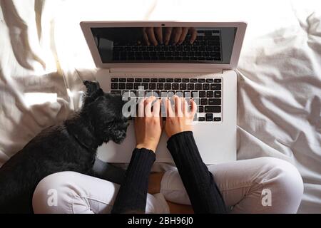 Top view of woman working with laptop at home next to her dog. Stock Photo