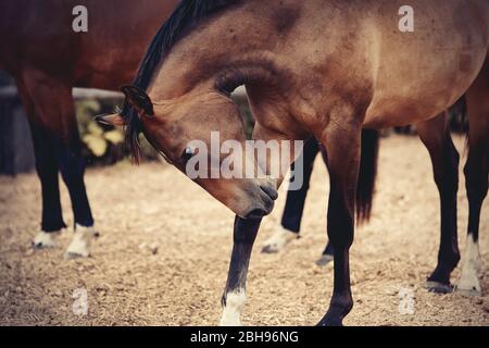 Sports horses of bay color walking in the levada. Stock Photo