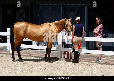 horse standing at fence, light brown, black tail & legs, roached mane,  rider, post-show, entertainment, people, equine, animal, Kentucky Horse Park, Stock Photo