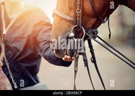 The horse takes a treat from his hand. The muzzle is sports red stallion in the bridle. Dressage horse. Equestrian sport. Stock Photo