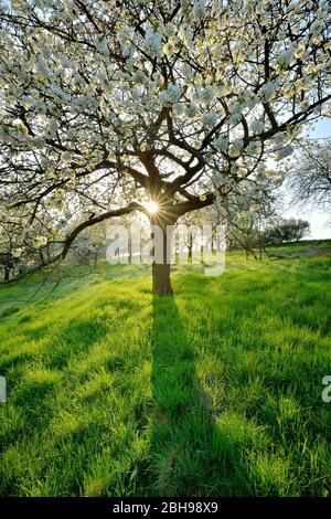 Blühende Kirschbäume auf Streuobstwiese, Morgensonne strahlt durchs Laub, Wiese mit Tau, Burgenlandkreis, Deutschland Stock Photo